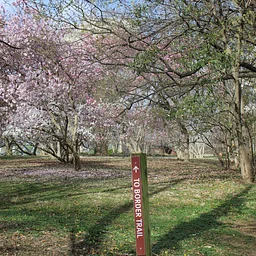 Wednesday Walk: Spring Forest: Buds, Blooms, and New Beginnings