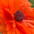 Newton Community Farm