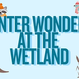 Winter Wonders at the Wetland