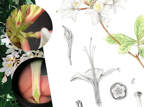 The Art and Science of Drawing Plants: Lab Studies