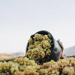 Wine School | Jura, Up Close