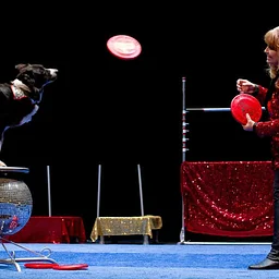 Cirque du Canines