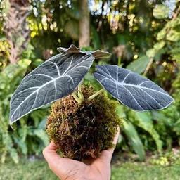 The Art of Kokedama
