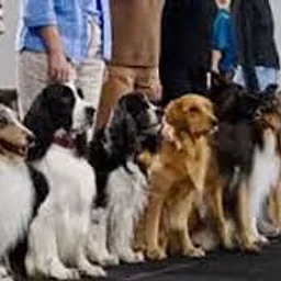 Tallahassee Dog Obedience Club (TDOC)