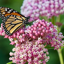 Homeschool Days: Monarch Migration