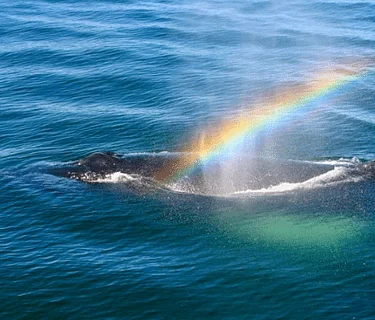 The Whaling Museum presents Rainbow Scavenger Hunt