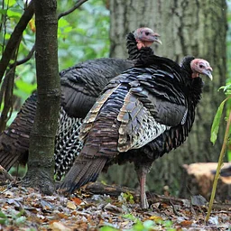 Talk Turkey To Me Webinar