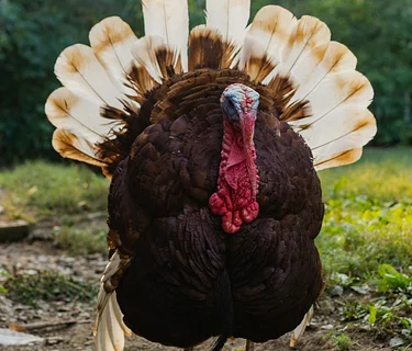 CLOSED for Thanksgiving