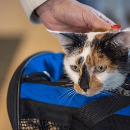 CAT ADOPTION DAYS