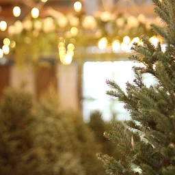 TREE + WREATH SALES