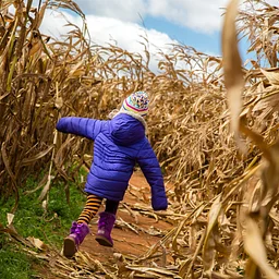 Corn Maze | Exciting Twists & Turns
