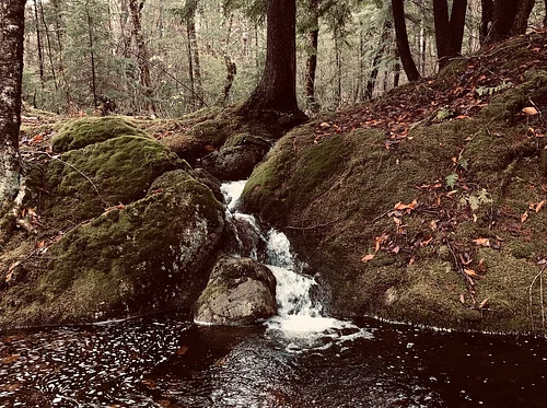 Exploring The History of a Local Forest