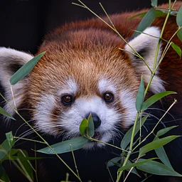 International Red Panda Day