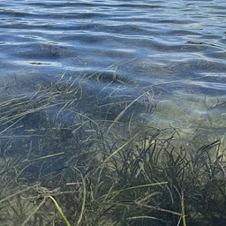 Explore the world of eelgrass beds with a guided paddle