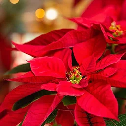 Build Your Own Holiday Centerpiece