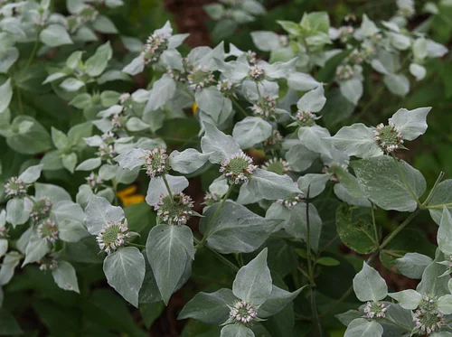 Navigating Non-Chemical Restoration