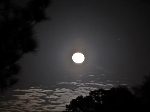 Dark Shadows – The Natural Garden World by Moonlight