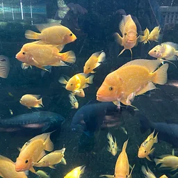 Fish Chat in the Tropics