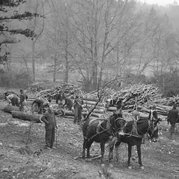 History and Archaeology of the Arboretum
