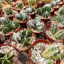 Fall Plant Sale