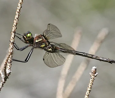 Searching for the Endangered Hines Emerald Dragonfly