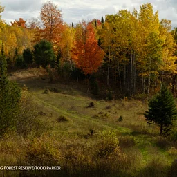 Fall Colors Hike with Brad Von Blon