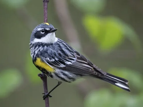 Birding at the Bartlett - April 25