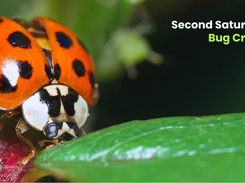 Second Saturday: Bug Crafts
