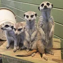 Adaptive Evening at the Zoo presented by Accel Therapies