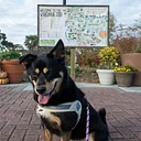 Howl-o-ween: Dog Day at the Zoo