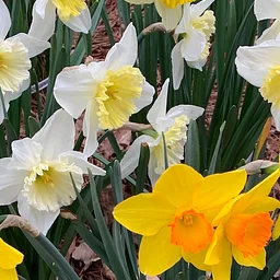 Daffodil, Jonquil, or Narcissus? Learn Classification, Outstanding Cultivars, and More
