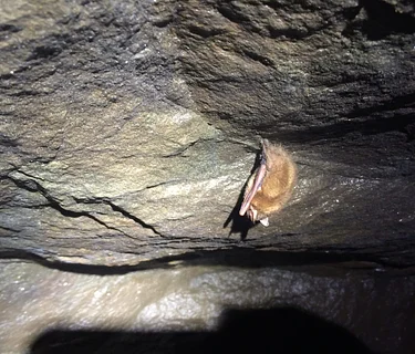 Bats Across Bucks County