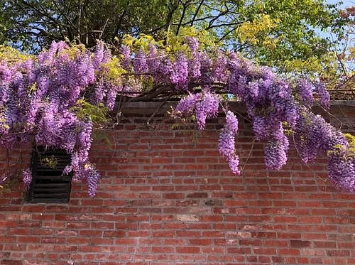 April 30th: Hill-Physick House Spring Plant Sale Kick Off Party