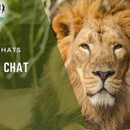 Big Cat Chat