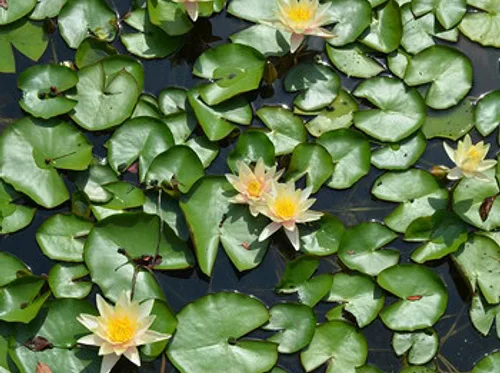 Austin Pond Society April Meeting and Plant Swap