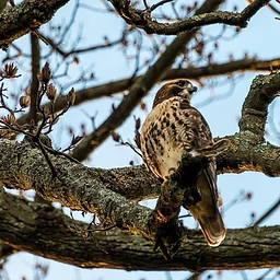 Birding Walk