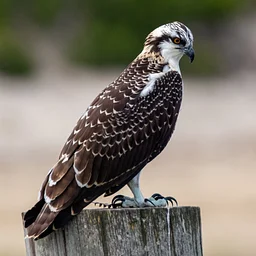 North Fork Audubon Presents: Tuesdays with Tom