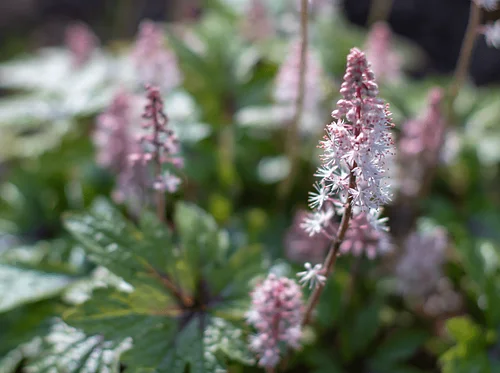 Grounded: Landscaping with Native Plants for Soil and Water Health