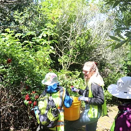 Collect Seeds and Berries on San Bruno Mountain for Mission Blue Nursery