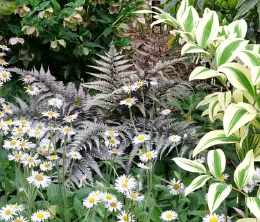 Fascinating World of Ferns