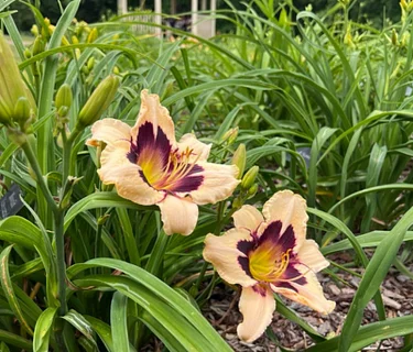 Daylily Open House and Picnic