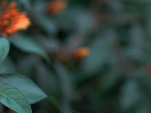 Plants and People: An Ethnobotany Walk with Horticulture Manager Taylor Walker