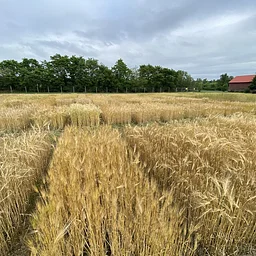 Elevating Grain: A Hudson Valley Grain Fair Connecting Purchasers, Processors, and Producers