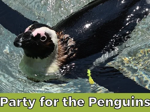Party for the Penguins