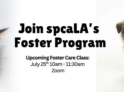 Foster Training Class – July 25th