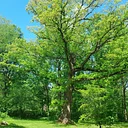 Sunday Tour: Champion Trees Tour