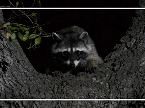 Outsider Animals with Marlene Zuk and Friends
