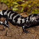 Webinar: Salamanders of PA
