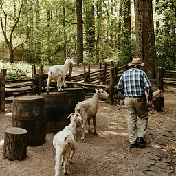 Greet the Sheep and Goats