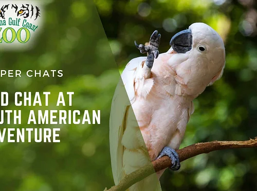 Bird Chat At South American Adventure